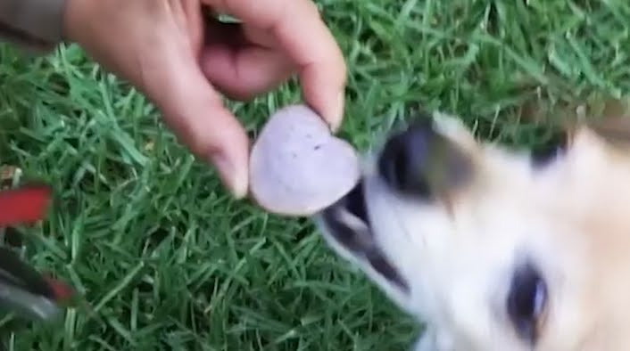 BLUEBERRY BURST! -by the bag